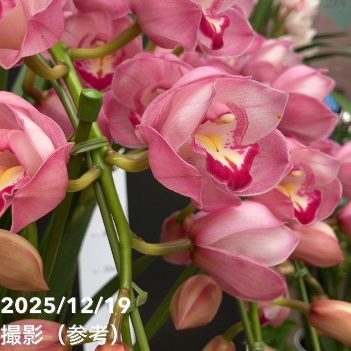 ☆シンビジューム☆ＣＹＭ　キラメキ☆アーチ型☆陶器7号鉢☆2F☆ シンビジューム アーチ 7号陶器鉢 4本立 ハナウタゲ｜s200｜洋蘭04-PA