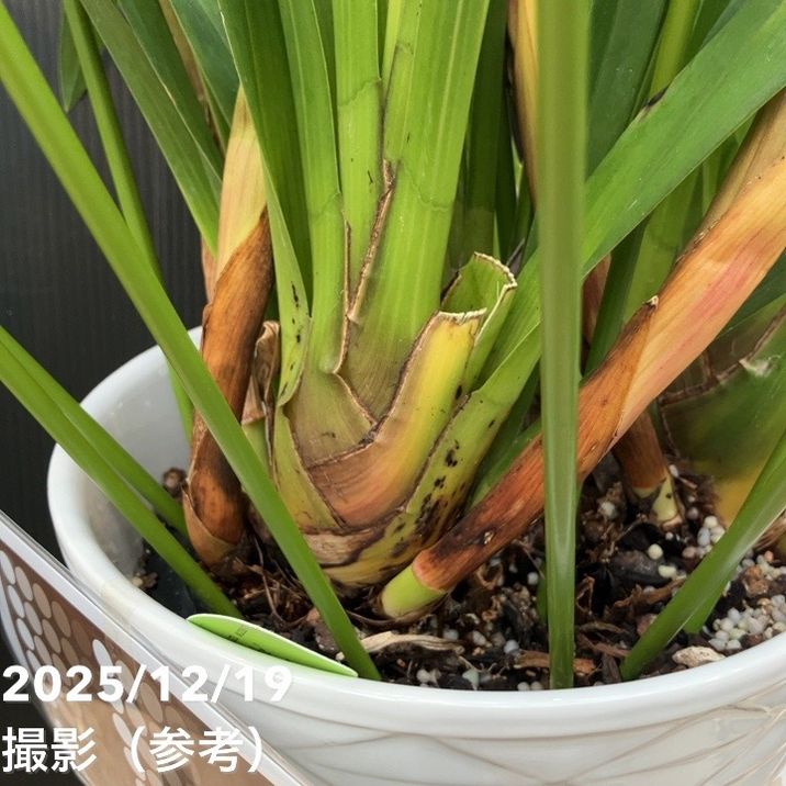 シンビジューム アーチ 7号陶器鉢 5本立 福助 フクスケ｜s200｜洋蘭04