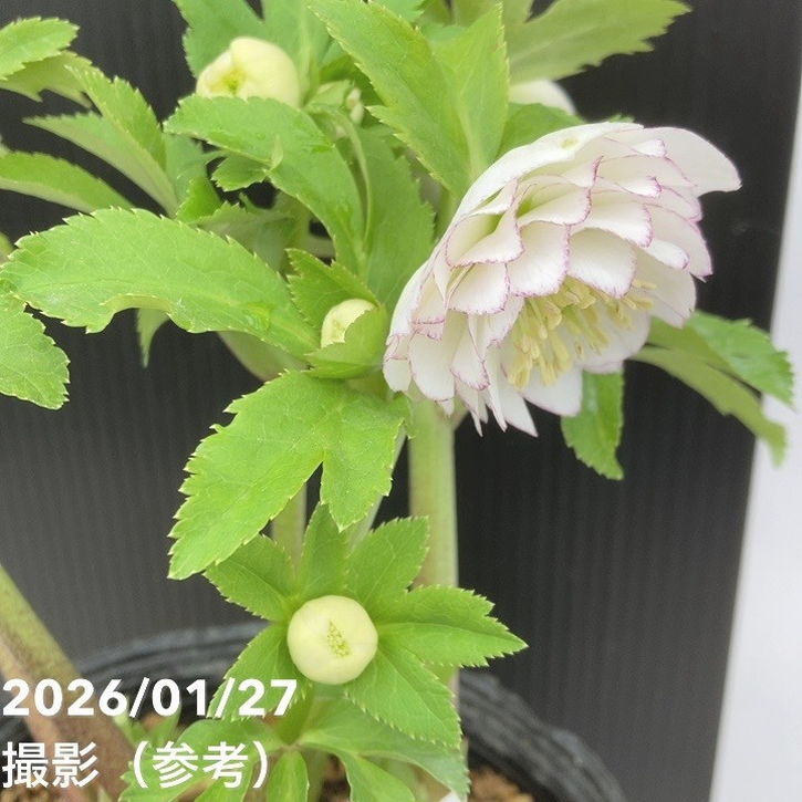 一点物】加藤農園 多弁クリスマスローズ ホワイトアフロディーテ 4.5号