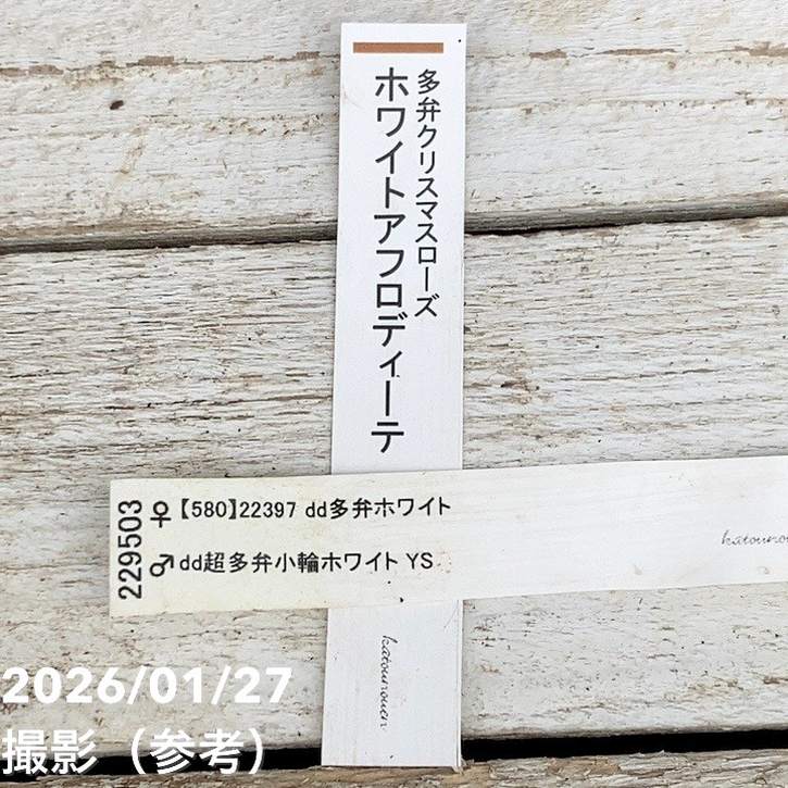 一点物】加藤農園 多弁クリスマスローズ ホワイトアフロディーテ 4.5号