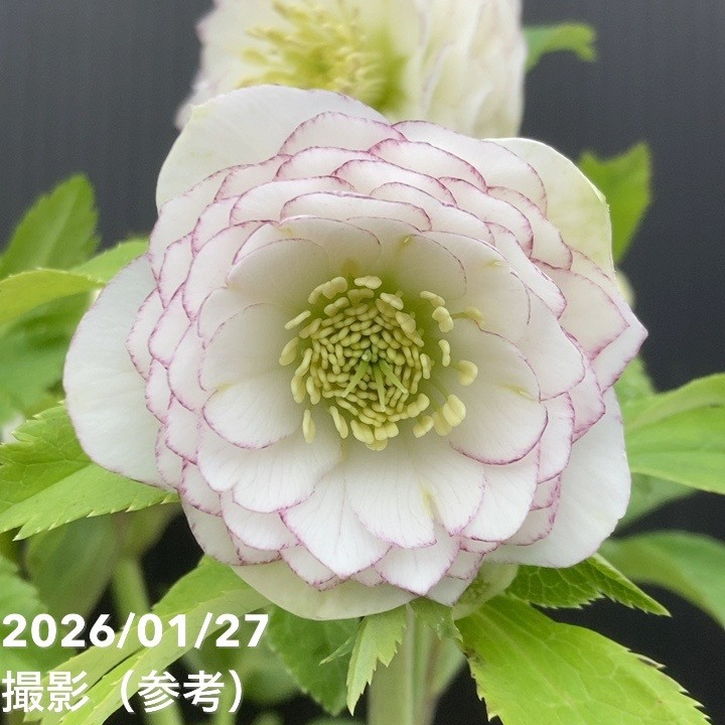 一点物】加藤農園 多弁クリスマスローズ ホワイトアフロディーテ 4.5号