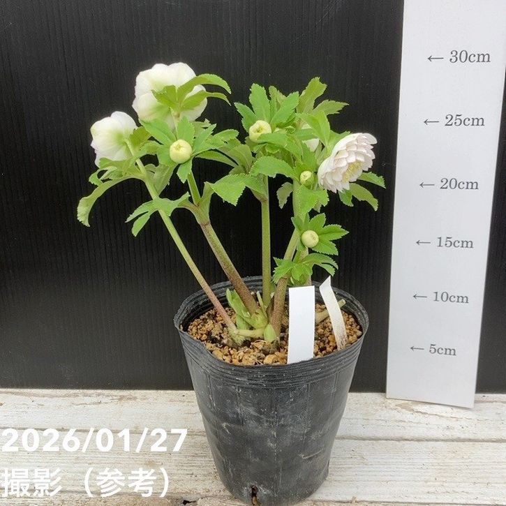 一点物】加藤農園 多弁クリスマスローズ ホワイトアフロディーテ 4.5号