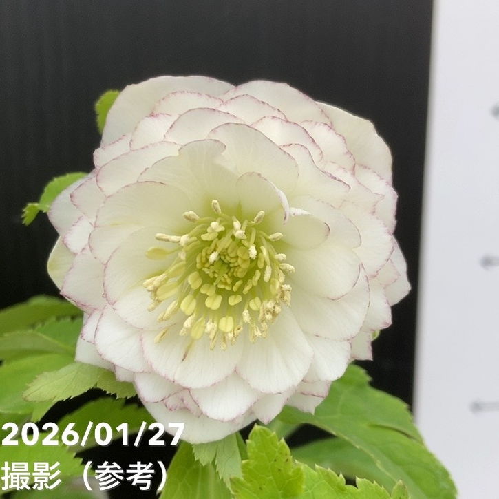 一点物】加藤農園 多弁クリスマスローズ ホワイトアフロディーテ 4.5号