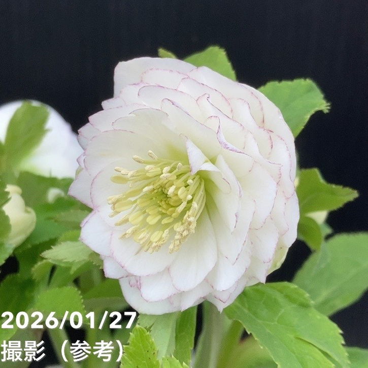 一点物】加藤農園 多弁クリスマスローズ ホワイトアフロディーテ 4.5号