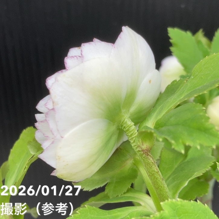 一点物】加藤農園 多弁クリスマスローズ ホワイトアフロディーテ 4.5号