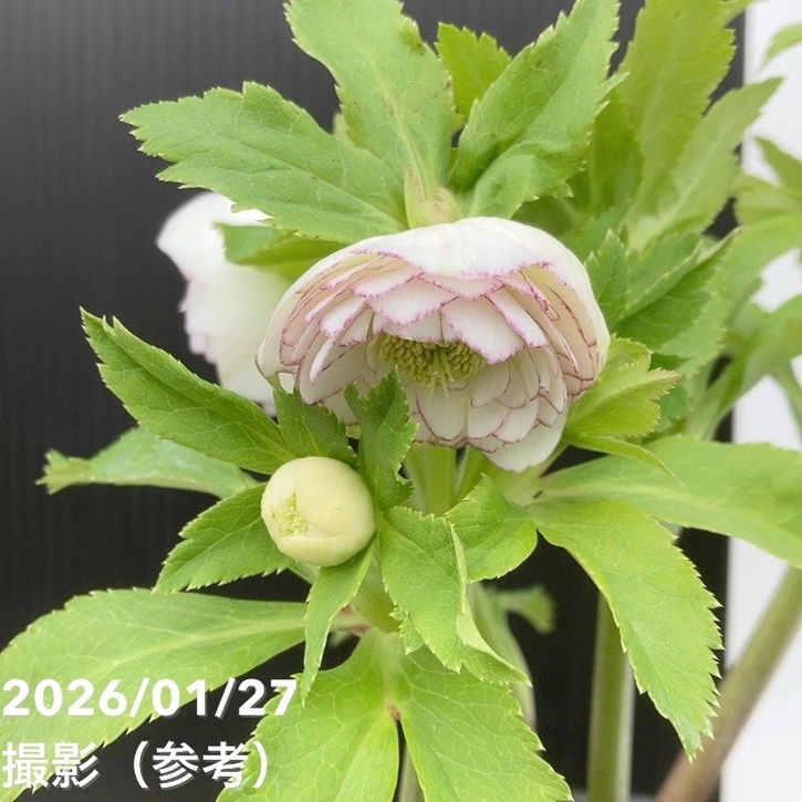 一点物】加藤農園 多弁クリスマスローズ ホワイトアフロディーテ 4.5号