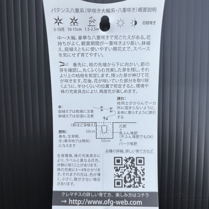 クレマチス パテンス八重系（早咲き大輪系）天空 4号｜草花04-PA