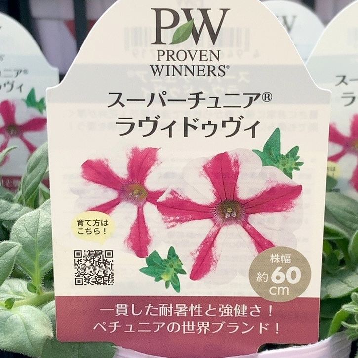 PW スーパーチュニア ラヴィドゥヴィ 3.5号×3株セット｜草花04-PA