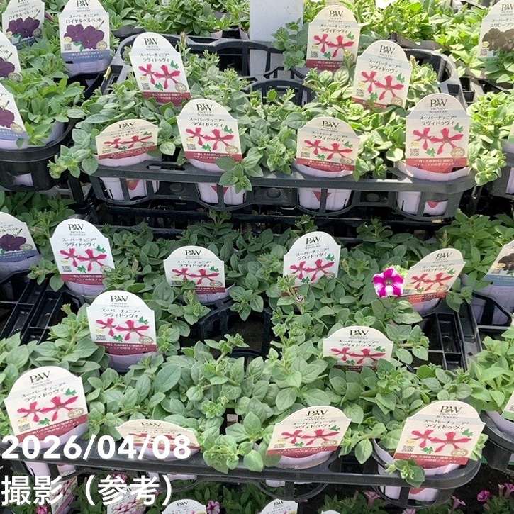 PW スーパーチュニア ラヴィドゥヴィ 3.5号×3株セット|草花04-PA