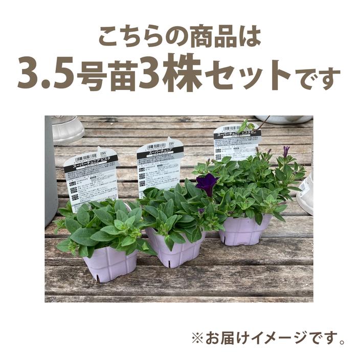 PW スーパーチュニア ラヴィドゥヴィ 3.5号×3株セット|草花04-PA