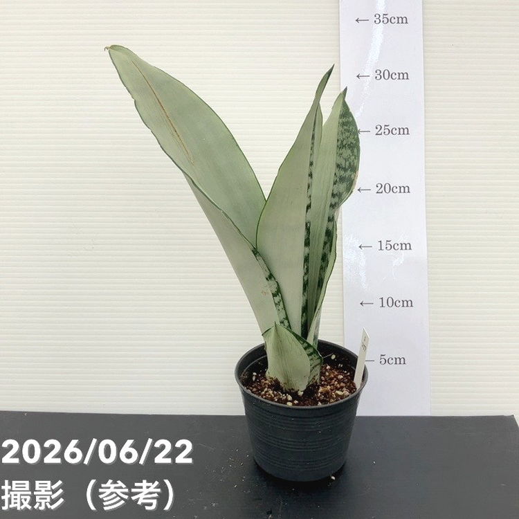激レア！現品お届け】サンスベリア 3.5号 ムーンシャイン（斑入り