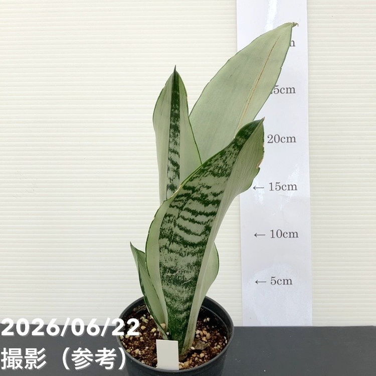 激レア！現品お届け】サンスベリア 3.5号 ムーンシャイン（斑入り