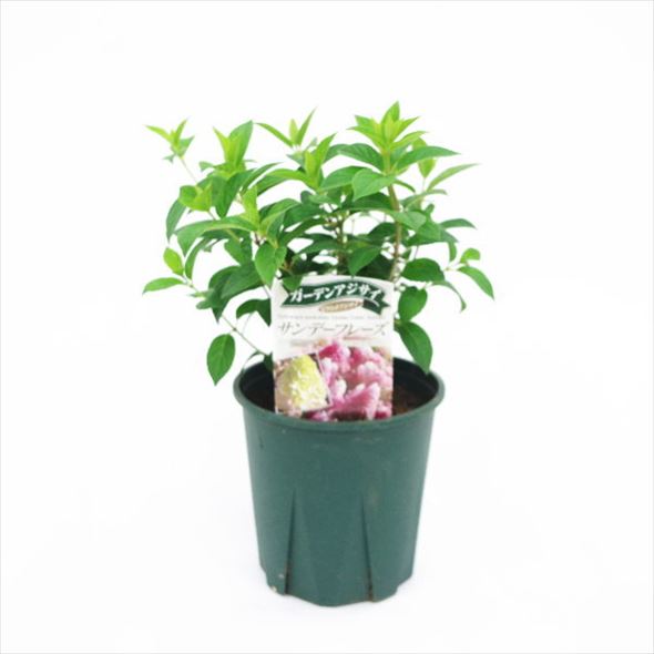 ガーデンアジサイ 花色の変化が可愛い サンデーフレーズ ノリウツギ すべての商品 赤塚植物園オンライン 花の音