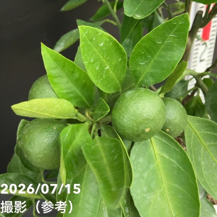 実付き柑橘＞カンダシトラスファームさん 鈴なり宮川早生温州みかん 7