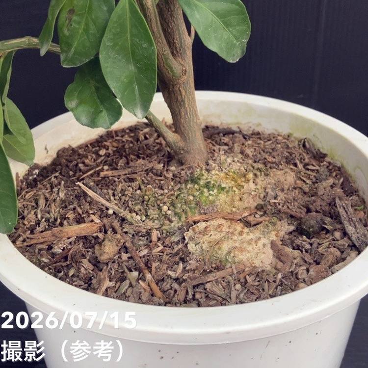 【確実正規品】希少Syna World シナワールド 柑橘系のようかんさん専用 決算P5倍！10%OFF！8/2まで】＜実付き柑橘＞カンダシトラスファーム
