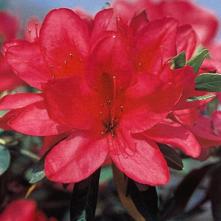 ツツジ 平戸ツツジ 赤一重 4号×3株セット｜花木10-AK | 花木・庭木