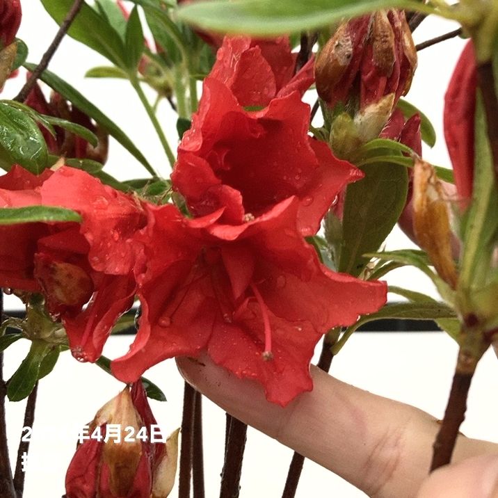 ツツジ 平戸ツツジ 赤一重 4号×3株セット｜花木10-AK | 花木・庭木