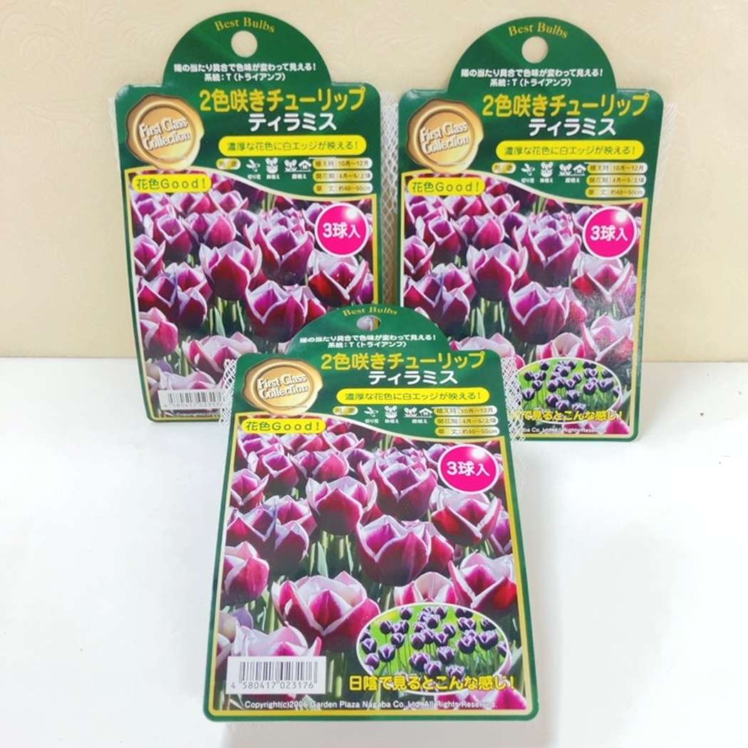 2色咲きチューリップ ティラミス 3球入り×3袋セット｜球根04-PA | タネ