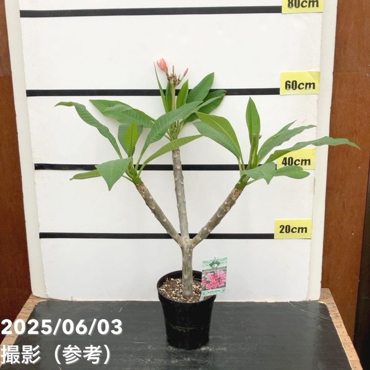 プルメリア シンクロニシティ（Synchronicity）5号｜花木10-TU | 花木