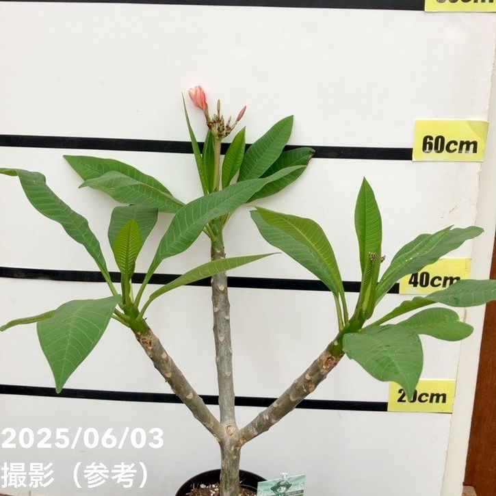 プルメリア シンクロニシティ（Synchronicity）5号｜花木10-TU | 花木