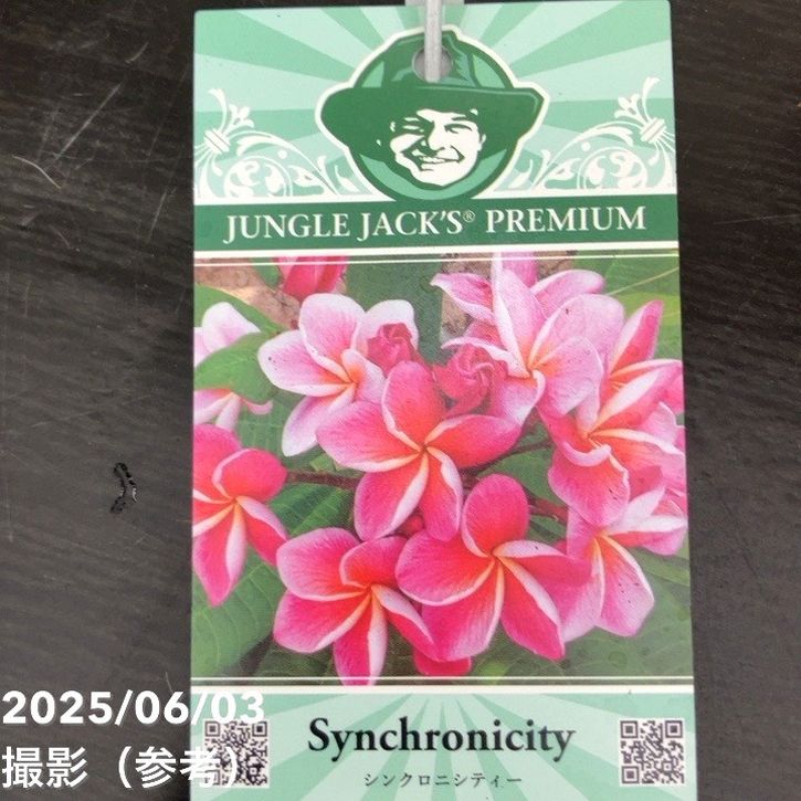 プルメリア シンクロニシティ（Synchronicity）5号｜花木10-TU | 花木