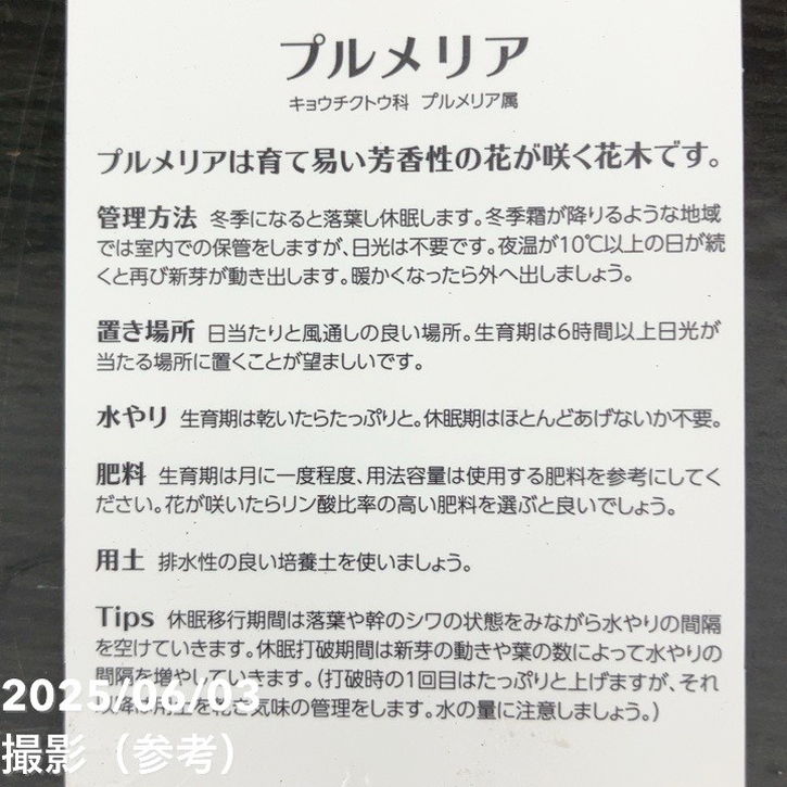 秋セール対象商品】プルメリア シンクロニシティ（Synchronicity