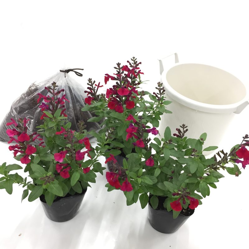 大人色の深い赤が魅力 桐生ふぁーむの サルビアミラージュ 栽培セット お届けまでに10日程度頂戴することがございます 産地直送商品 産直 桐生ふぁーむ 草花 赤塚植物園オンライン 花の音