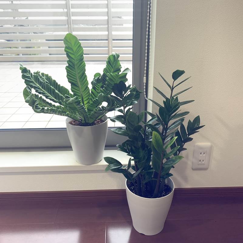 ザミオクルカス 6号鉢（Φ18cm）｜観葉01-D1 | 赤塚植物園自社農場