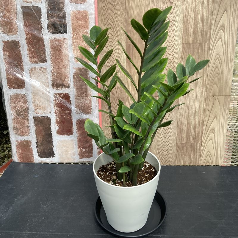 ザミオクルカス 6号鉢（Φ18cm）｜観葉01-D1 | 赤塚植物園自社農場
