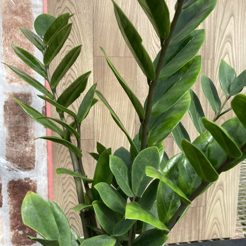 ザミオクルカス 6号鉢（Φ18cm）｜観葉01-D1 | 赤塚植物園自社農場