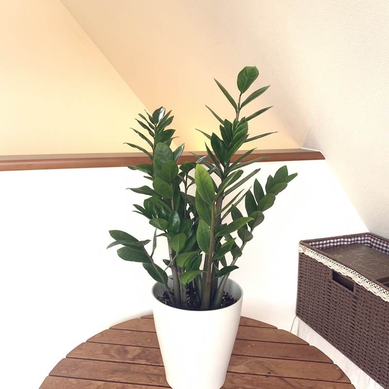 ザミオクルカス 6号鉢（Φ18cm）｜観葉01-D1 | 赤塚植物園自社農場