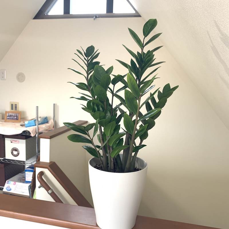 ザミオクルカス 6号鉢（Φ18cm）｜観葉01-D1 | 赤塚植物園自社農場