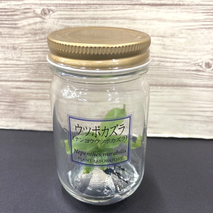 壺　実 ビンの中で育む植物 植物ラボ ウツボカズラ（ナンヨウ