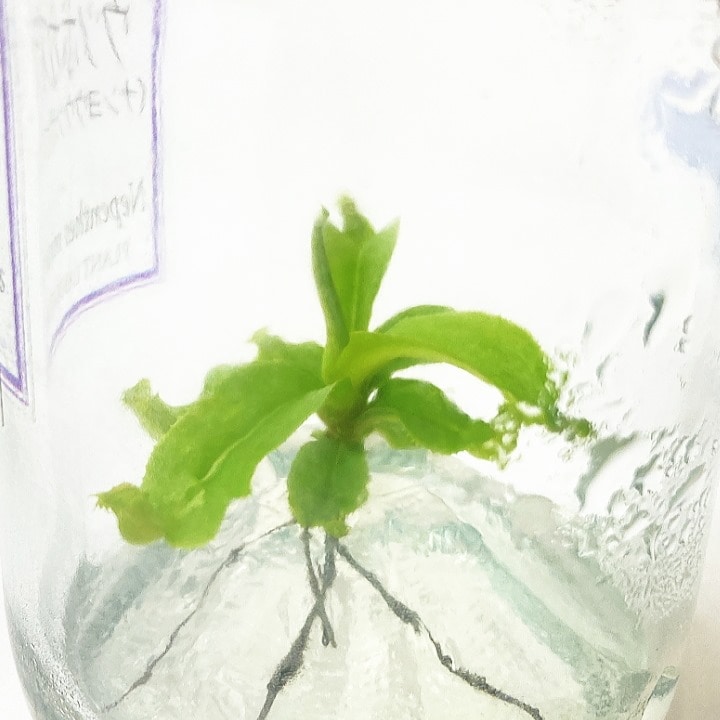 壺　実 ビンの中で育む植物 植物ラボ ウツボカズラ（ナンヨウ