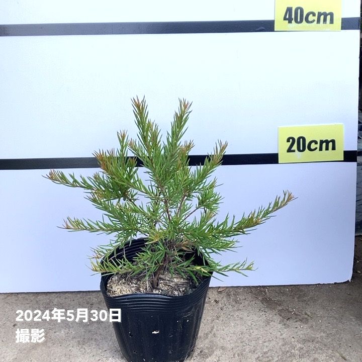 グレビレア ジョンエバンス 5号 ※お届けに10日程度かかる場合がござい