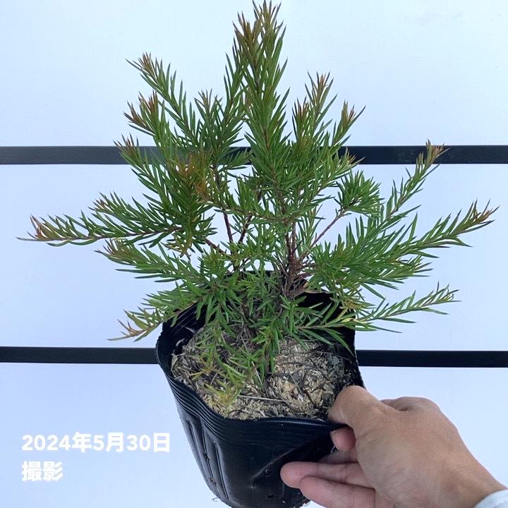 グレビレア ジョンエバンス 5号 ※お届けに10日程度かかる場合がござい