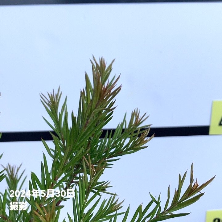 グレビレア ジョンエバンス 5号 ※お届けに10日程度かかる場合がござい