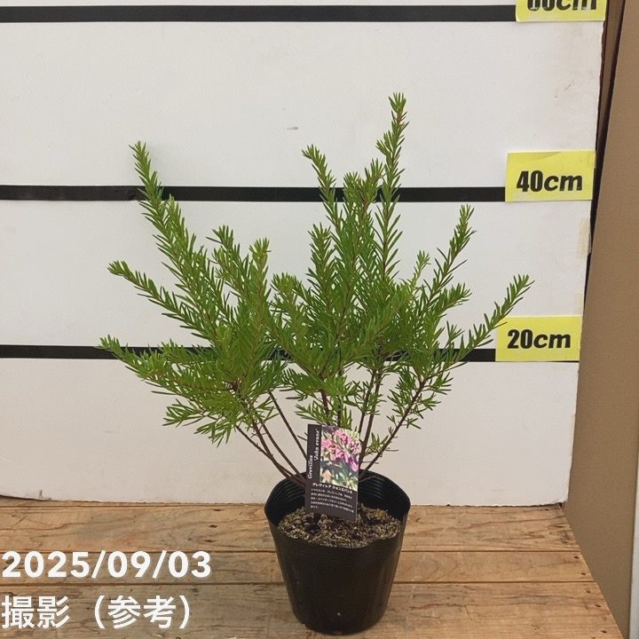 グレビレア ジョンエバンス 5号 ※お届けに10日程度かかる場合がござい