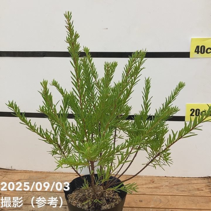 グレビレア ジョンエバンス 5号 ※お届けに10日程度かかる場合がござい