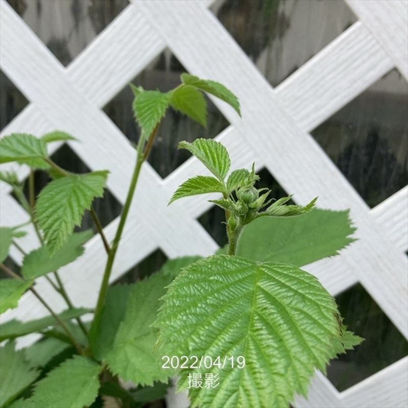 小梅様専用 ブラックベリー トリプルクラウン 生食1.2㌔2個 (クール便