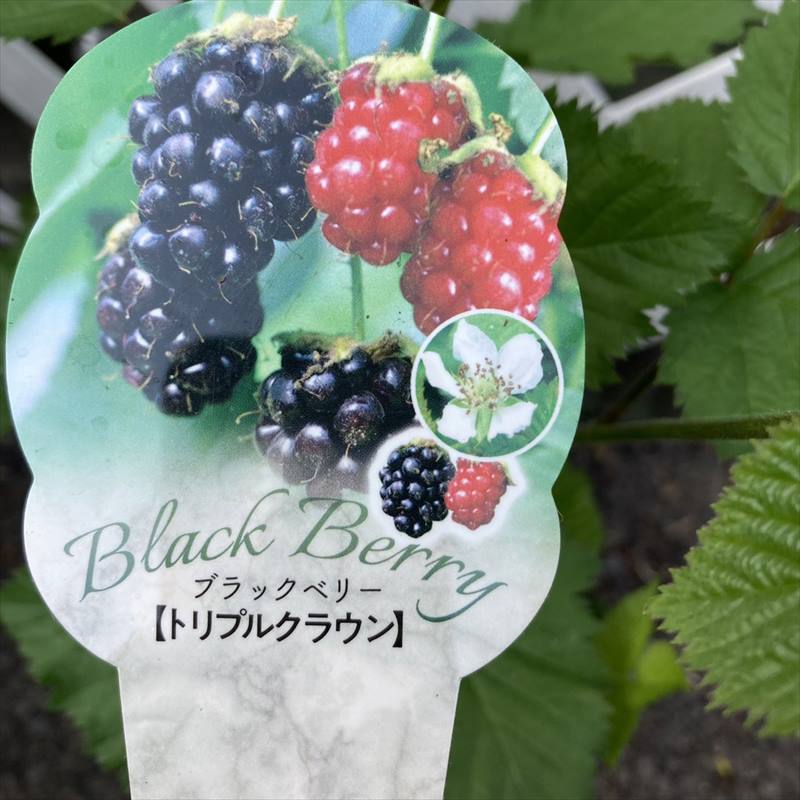 珍しい果物］ブラックベリー トリプルクラウン 6号｜果樹04-PA | 果樹