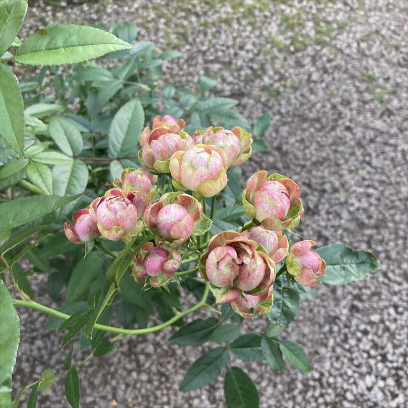 新品種 バラ苗 大苗 バラ苗 ばら 切花品種