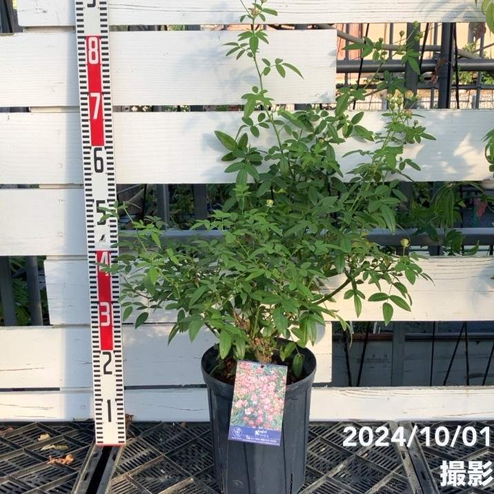 バラ大苗 ラディッシュ 7号 コマツガーデン｜花木04-PA | 花木・庭木