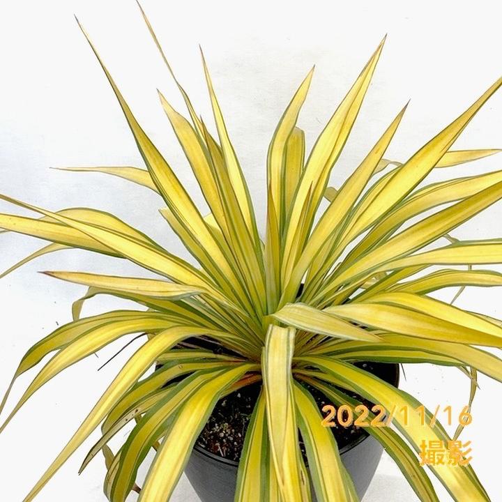 ユッカ 8号 黄中斑（品種不明）｜花木01-D1 | 赤塚植物園自社