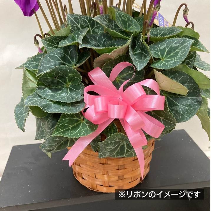 決算P5倍！8/2まで】シクラメン ユタカブルー（グラデーション入り） 5