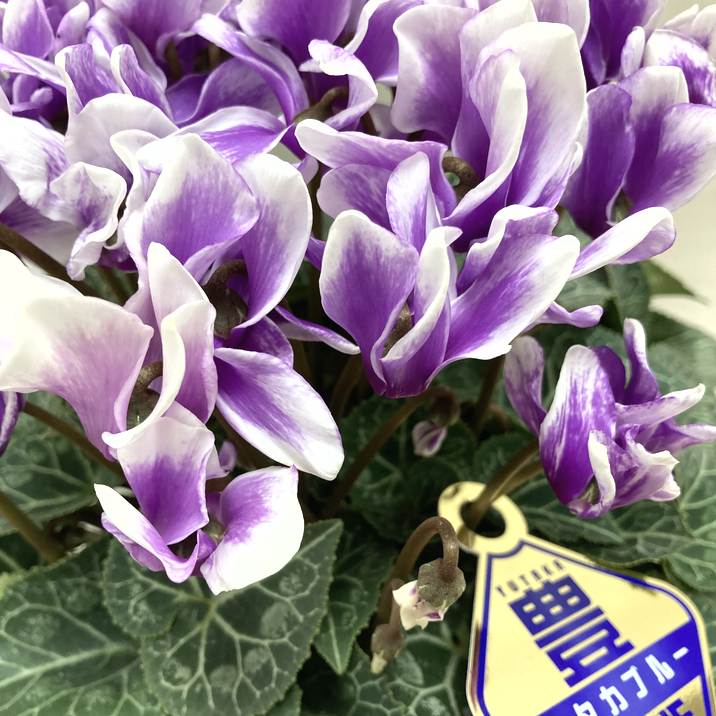 シクラメン ユタカブルー（グラデーション入り） 5号｜鉢花04-PA