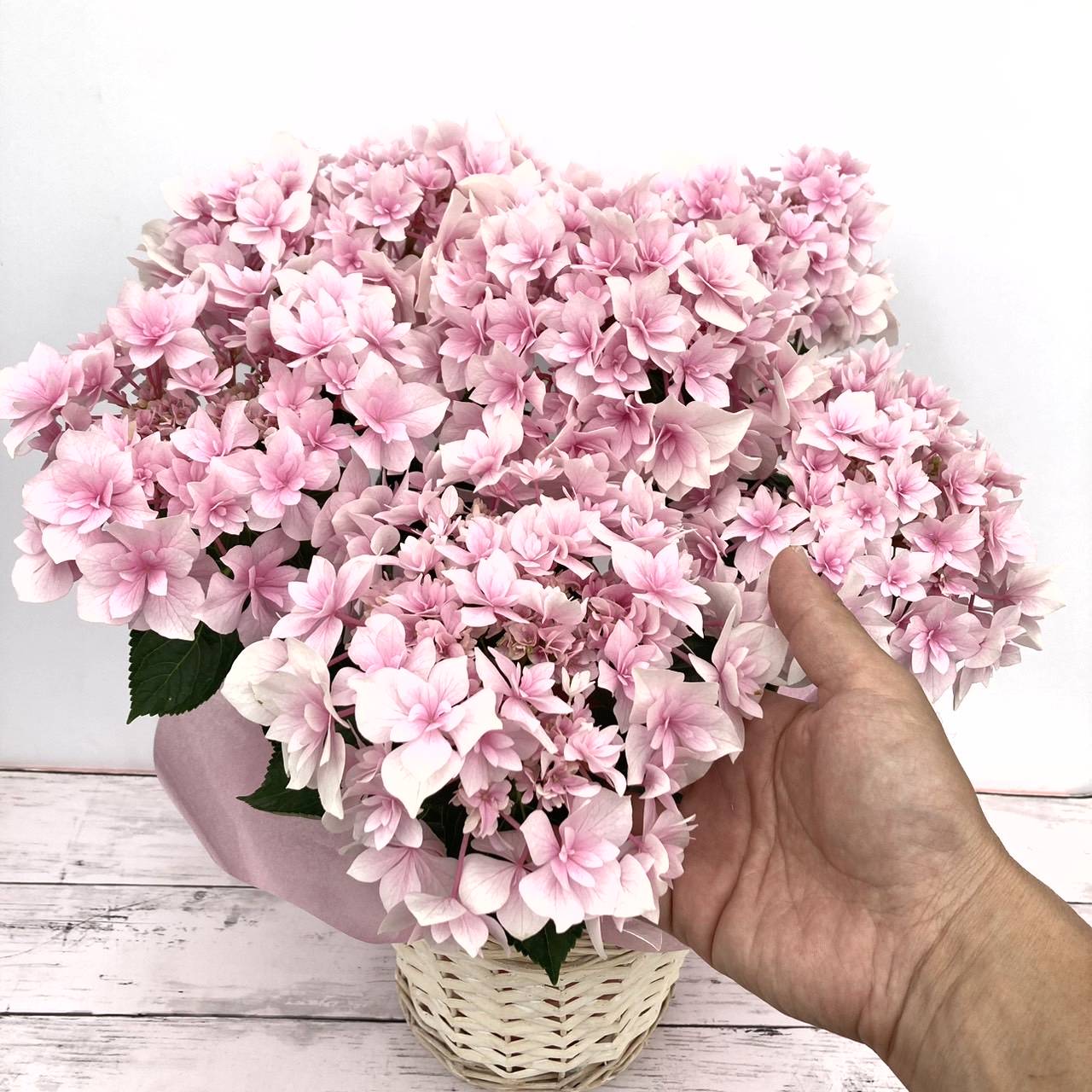 花★リピーター様割 お届け5/14以降】母の日ギフト2025 アジサイ ふわり 5号｜鉢花10