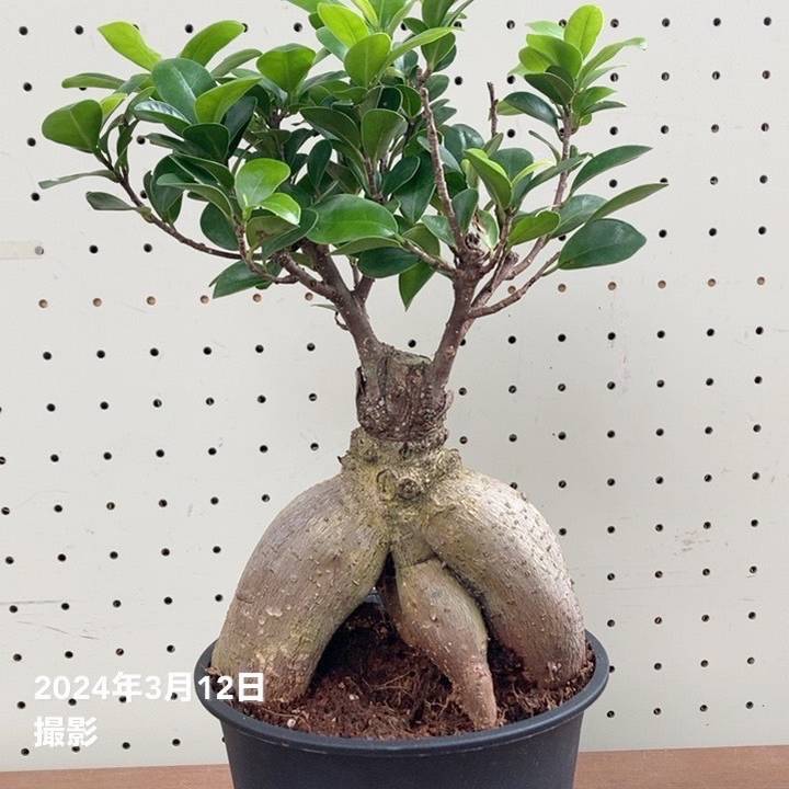 ガジュマル 5号プラ黒鉢｜観葉04-PA | 観葉・多肉 | 赤塚植物園