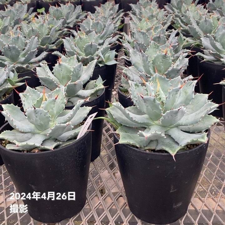 アガベ　赤雷 アガベ 赤雷 希少覆輪斑 ハイブリッド フェロックス ✕ 雷神 - メルカリ