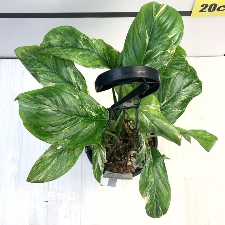 現品お届け】モンステラ レクレリアナ バリエガータ Monstera